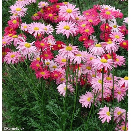 گل حشره کش ایرانی